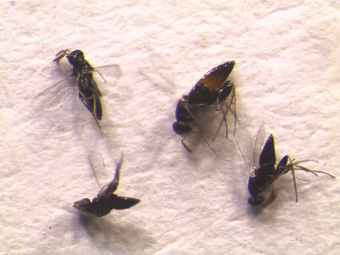 Adults of parasitoid, E. brevicornis