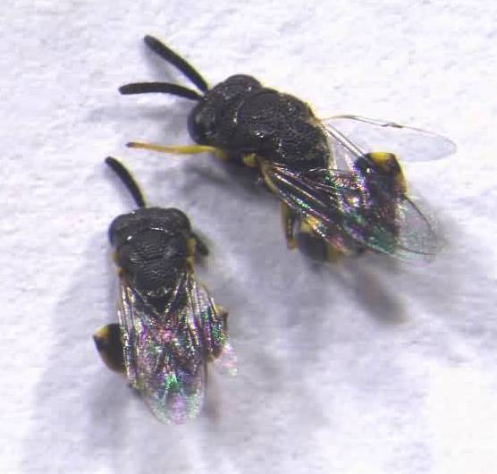 Adults of parasitoid, B. albotibialis