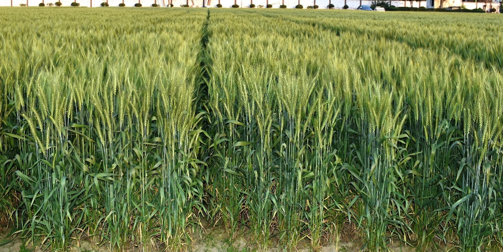 Wheat variety DBW 187 (karan vandna)