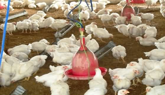 Poultry broiler
