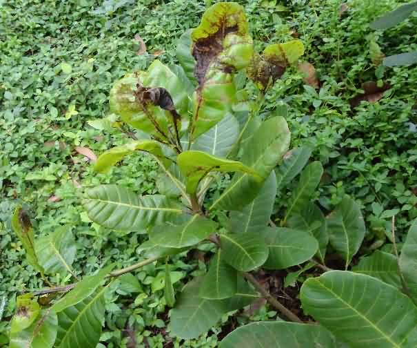   Damaged young leaves 