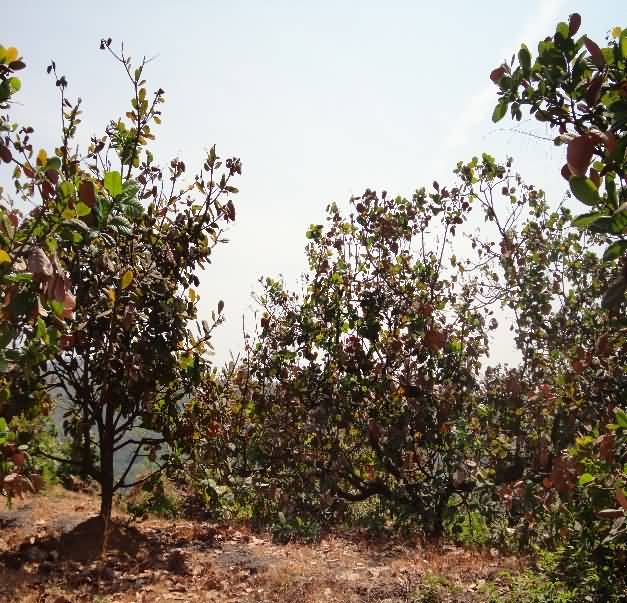 Scorched appearance of affected trees