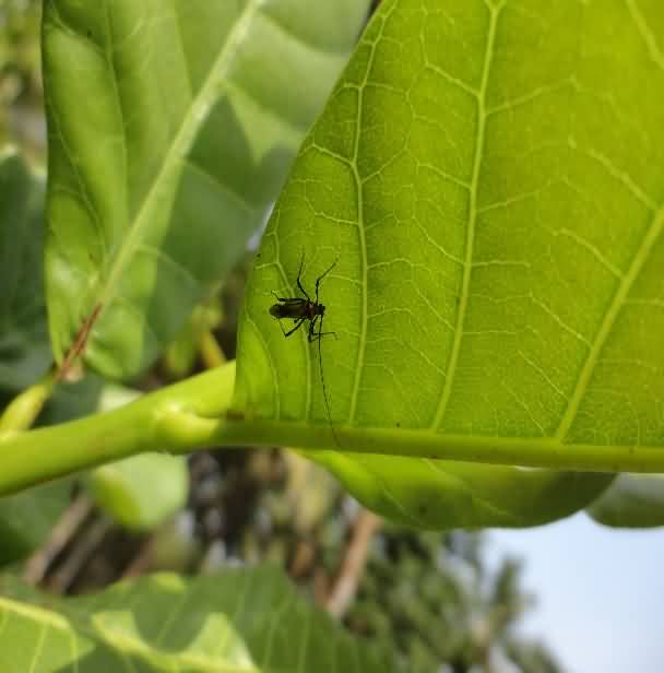 Helopeltis antonii