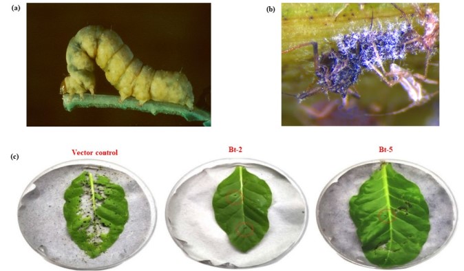 Cabbage looper infected with Nuclear Polyhedrosis Virus