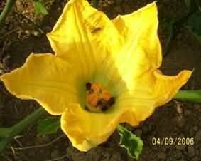 Pollinators in female flower of Pumpkin