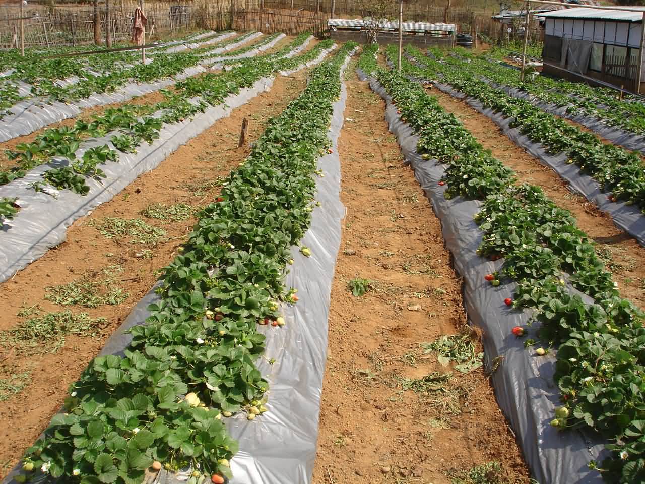 Hill row system of growing Strawberry