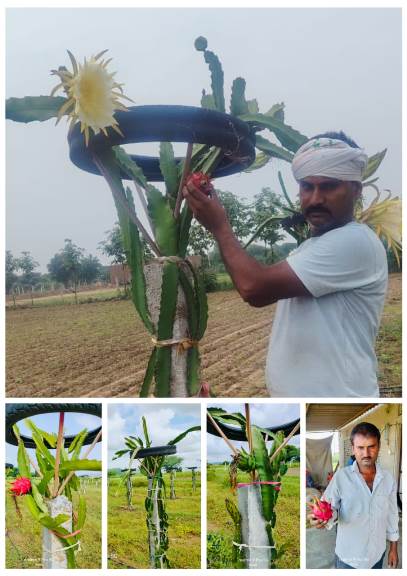 Dragan fruit farming in Tonk distrect