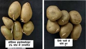 सोडियम हाइपोक्लोराइट से उपचारित आलू बीज में अंकुरण