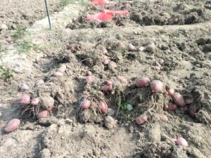 Potato harvesting
