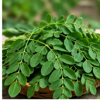 ताजा सहजन की पत्तियां Moringa leaves