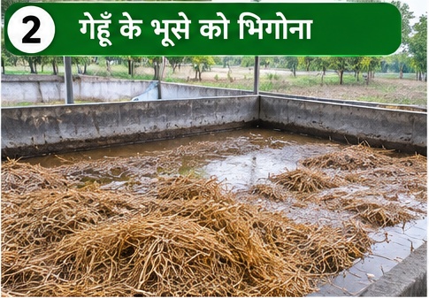 बटन मशरूम कम्पोस्ट के लिए गेहूं का भूसा भिगोना