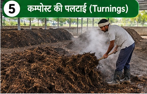 बटन मशरूम कम्पोस्ट की पलटाई करना