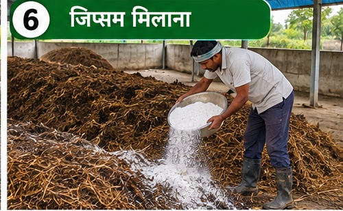 बटन मशरूम कम्पोस्ट में जिप्सम मिलाना