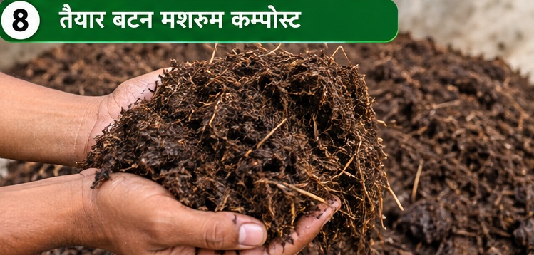 तैयार बटन मशरूम कम्पोस्ट