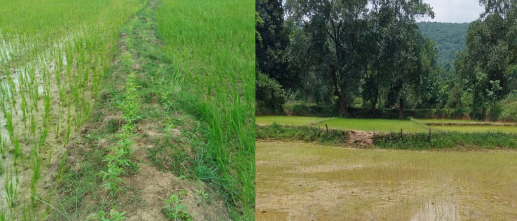 धान की खेती के बाद परती क्षेत्रों में जल प्रबंधन की तकनीकें