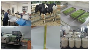 गाय और भैंस में कृत्रिम गर्भाधान के लिए वीर्य स्ट्रॉ का भंडारण