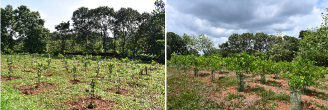 Fig. 1: Field view of High-Density Planting in Cashew