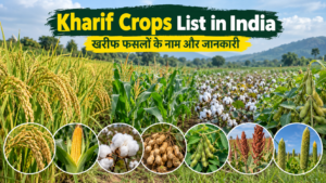 Kharif Crops List in India - खरीफ फसलों का खेत
