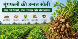 मूंगफली की उन्नत खेती और खेत में मूंगफली के पौधे